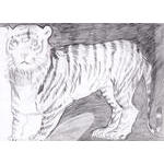 Line drawing of “Tiger”